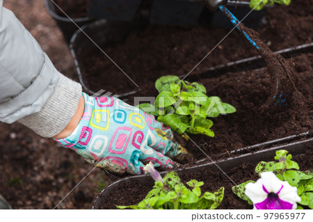 Gardener hands plant seedlings in decorative pots, close-up 97965977