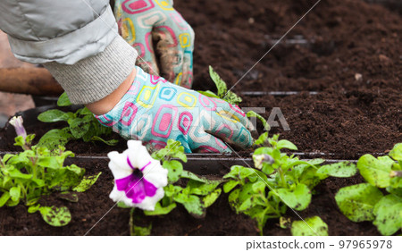 Hands of a gardener replanting petunia flower in decorative pot Hands of a gardener replanting petunia flower in decorative pot 97965978