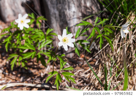 Wild white spring flowers on a sunny day, Anemone nemorosa close-up Wild white spring flowers on a sunny day, Anemone nemorosa close-up 97965982