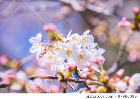 Cherry blossom blue sky 97966099