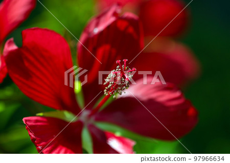 Macro close-up photography of wild maple flowers outdoors on a sunny day. Macro close-up photography of wild maple flowers outdoors on a sunny day. 97966634