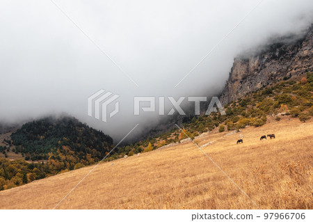 Small herd of horses on the background of a mountain peak.  Beautiful horses in an autumn meadow poses against the background of a high misty mountain. Ingushetia region. 97966706