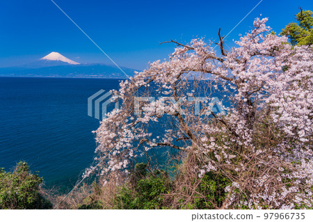 (Shizuoka Prefecture) Wild cherry blossoms and Mt. Fuji on the coastline of Nishi-Izu (Shizuoka Prefecture) Wild cherry blossoms and Mt. Fuji on the coastline of Nishi-Izu 97966735