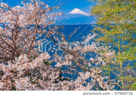（靜岡縣）西伊豆海岸線上的野櫻花和富士山 97966736