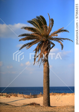 海灘上的棕櫚樹景觀 海灘上的棕櫚樹景觀 97966855