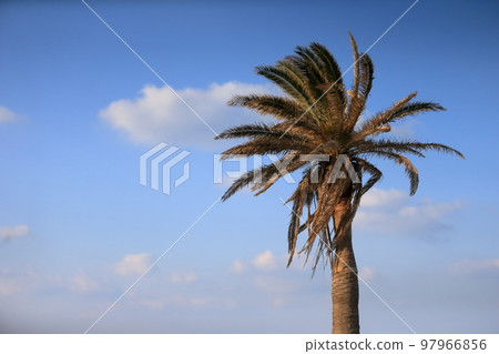 海灘上的棕櫚樹景觀 海灘上的棕櫚樹景觀 97966856