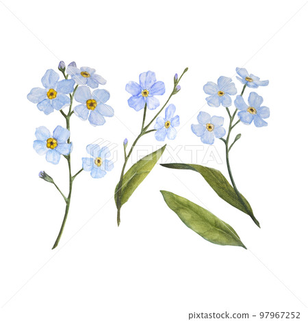 Watercolor illustration of blue forget-me-nots isolated set on white background 97967252