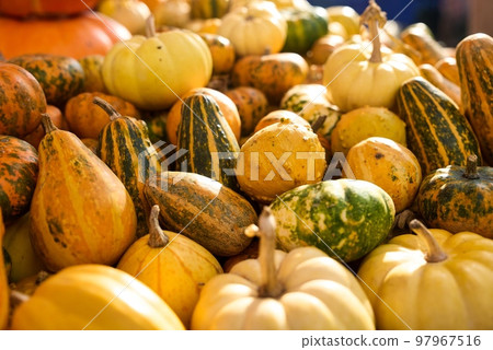 Colorful pumpkins assortment on the autumn season market. 97967516