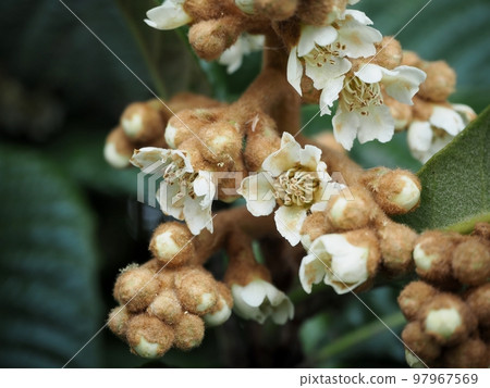 Flower of loquat 97967569