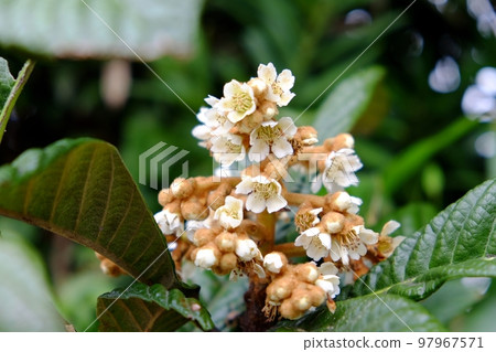 枇杷花 97967571