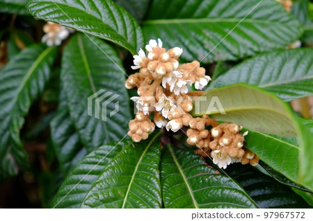 枇杷花 97967572