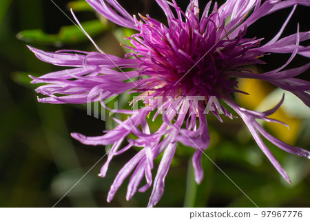 Centaurea jacea, top view brown knapweed violet flowers in meadow macro selectiwe focus Centaurea jacea, top view brown knapweed violet flowers in meadow macro selectiwe focus 97967776