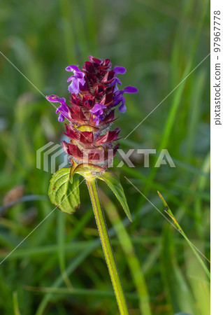 Beautiful prunella vulgaris are growing on a green meadow. Live nature Beautiful prunella vulgaris are growing on a green meadow. Live nature 97967778