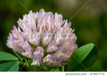 Macro shooting of Clover Trifolium pratense or trefoil flower herbal on blurred nature background in sunshine day at spring or summer season Macro shooting of Clover Trifolium pratense or trefoil flower herbal on blurred nature background in sunshine day at spring or summer season 97967779