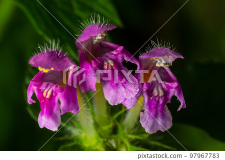 Purple Dragon Dead Nettle, Lamium maculatum Purple Dragon, spreading perennial herb with silvery leaves margined with deep green and magenta purple flowers in clusters Purple Dragon Dead Nettle, Lamium maculatum Purple Dragon, spreading perennial herb with silvery leaves margined with deep green and magenta purple flowers in clusters 97967783