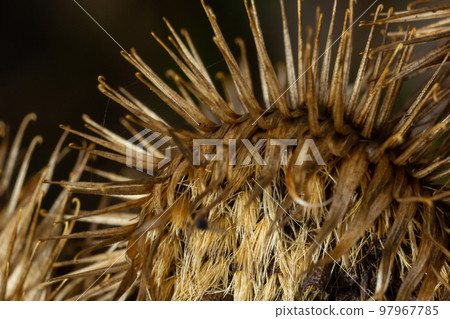 Arctium lappa, Lesser burdock dry seed heads. Arctium minus, autumn in the meadow with dried flowers burdock, commonly called greater burdock, edible burdock, lappa, beggar's buttons 97967785