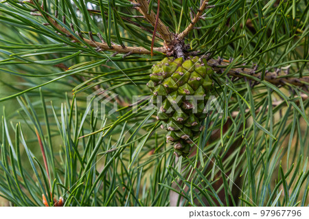 pine tree Green pine cone hanging on fir needles branch. Medicinal plant pine tree Green pine cone hanging on fir needles branch. Medicinal plant 97967796