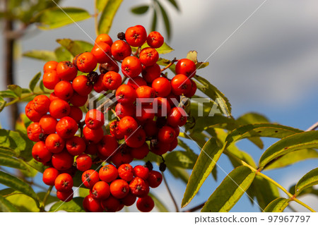 Rowan on a branch. Red rowan. Rowan berries on rowan tree. Sorbus aucuparia 97967797