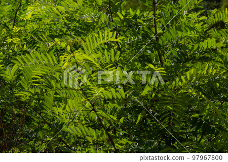 Acacia. Green leaf plant close-up. Natural background. Green background Acacia. Green leaf plant close-up. Natural background. Green background 97967800