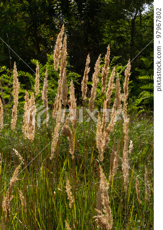 Calamagrostis epigejos is a perennial herbaceous plant of the slender leg family with a long creeping rhizome Calamagrostis epigejos is a perennial herbaceous plant of the slender leg family with a long creeping rhizome 97967802