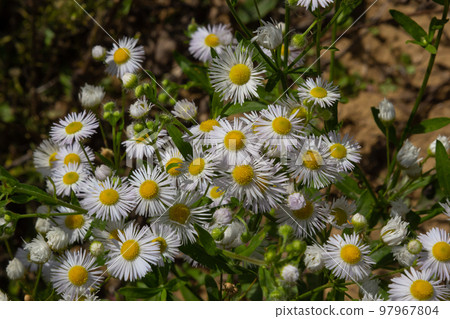 Erigeron Annuus Flowers, also known as fleabane, daisy fleabane, or eastern daisy fleabane, growing in the meadow under the warm summer sun, Ukraine Erigeron Annuus Flowers, also known as fleabane, daisy fleabane, or eastern daisy fleabane, growing in the meadow under the warm summer sun, Ukraine 97967804