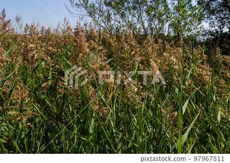Phragmites australis is a herbaceous perennial bluish-green plant of the grass family, with a long creeping rhizome 97967811