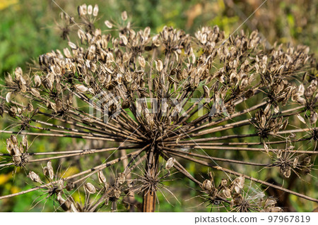 Giant Hogweed Heracleum mantegazzianum against the blue sky. Dry hogweed with huge baskets of seeds. Baskets of a large giant hogweed with seeds against the sky. Invasive poisonous plant Giant Hogweed Heracleum mantegazzianum against the blue sky. Dry hogweed with huge baskets of seeds. Baskets of a large giant hogweed with seeds against the sky. Invasive poisonous plant 97967819
