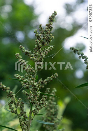 Chenopodium album is a type of annual herbaceous gray-green, covered with grayish powder plants of the Lobodaceae family 97967828