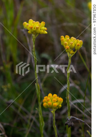 Yellow Mediterranean flowers on the background of the sea with a shallow depth of field. Helichrysum italicum Yellow Mediterranean flowers on the background of the sea with a shallow depth of field. Helichrysum italicum 97967850