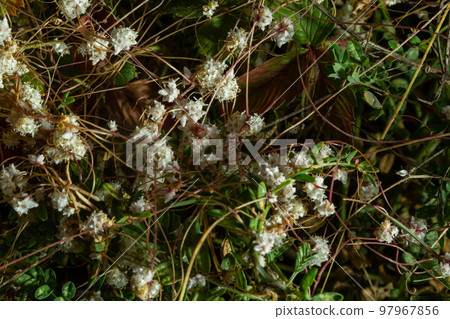 Flora of Gran Canaria - thread-like tangled stems of Cuscuta approximata aka dodder parasitic plant natural macro floral background Flora of Gran Canaria - thread-like tangled stems of Cuscuta approximata aka dodder parasitic plant natural macro floral background 97967856