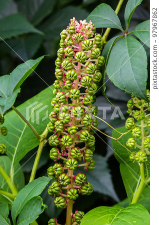 an unusual plant Laconosa or Phytolacca Americana with a long, narrow inflorescence among the foliage. Floral wallpaper an unusual plant Laconosa or Phytolacca Americana with a long, narrow inflorescence among the foliage. Floral wallpaper 97967862