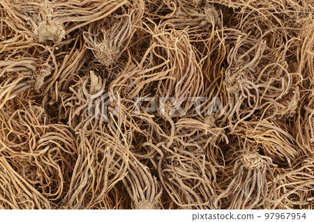 Dried Valerian root background. Valeriana officinalis with full depth of field. Top view. Flat lay 97967954