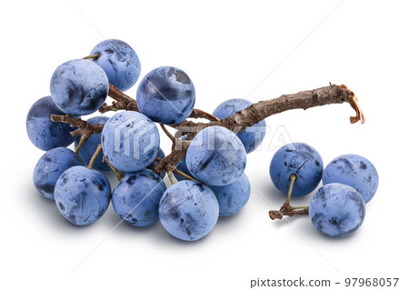 Fresh blackthorn berries with twig, prunus spinosa isolated on white background with full depth of field 97968057