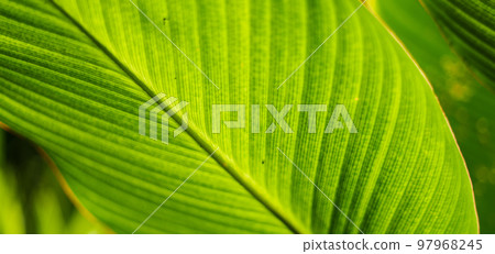 Macro Shot Of Green Leaf Macro Shot Of Green Leaf 97968245