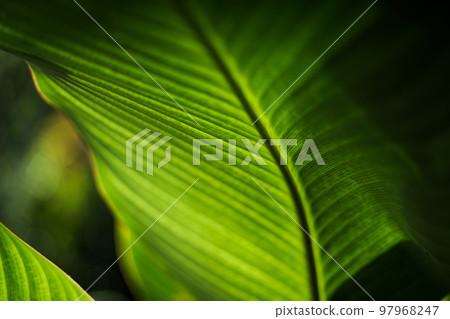 Macro Shot Of Green Leaf Macro Shot Of Green Leaf 97968247