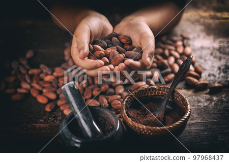 Roasted cocoa beans 97968437