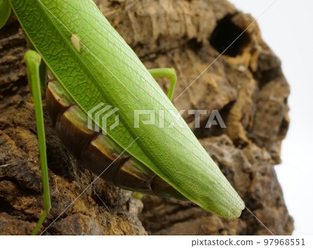 螳螂翅膀折疊 97968551