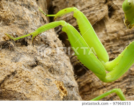 A pair of praying mantis scythes A pair of praying mantis scythes 97968553