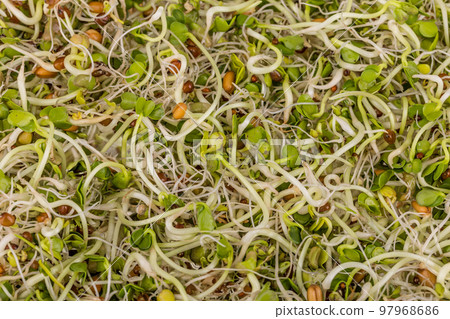 Fresh sprouts background 97968686