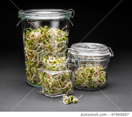 Sprouted seeds Sprouted seeds 97968687
