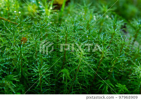 Detail of the moss Polytrichum commune, also known as Plonik, natural background, top view, close-up Detail of the moss Polytrichum commune, also known as Plonik, natural background, top view, close-up 97968909