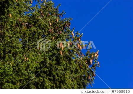 Branches with cones European spruce Picea abies on a background of blue sky 97968910