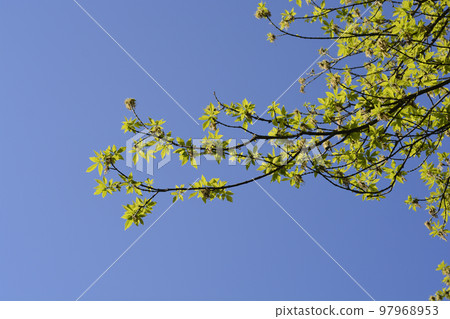 Boxelder maple Boxelder maple 97968953