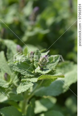 Balcan clary Ostfriesland Balcan clary Ostfriesland 97968954