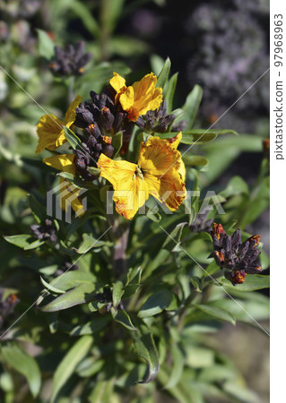 Wallflower 97968963