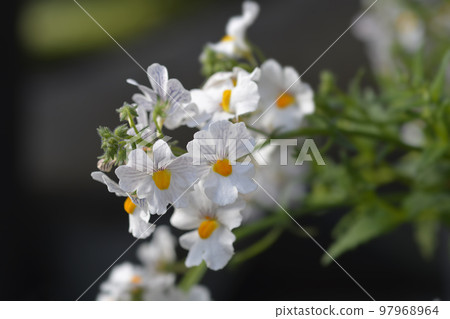 Nemesia 97968964