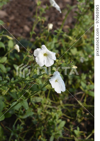 Large white petunia 97968965