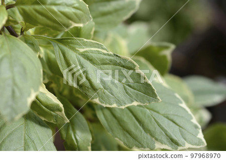 Basil Pesto Perpetuo 97968970