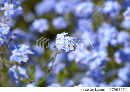 Ultramarine forget-me-not 97968974