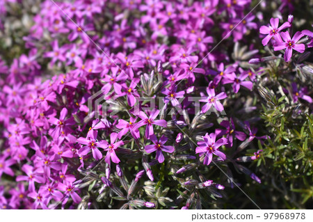 Creeping Phlox Atropurpurea Creeping Phlox Atropurpurea 97968978